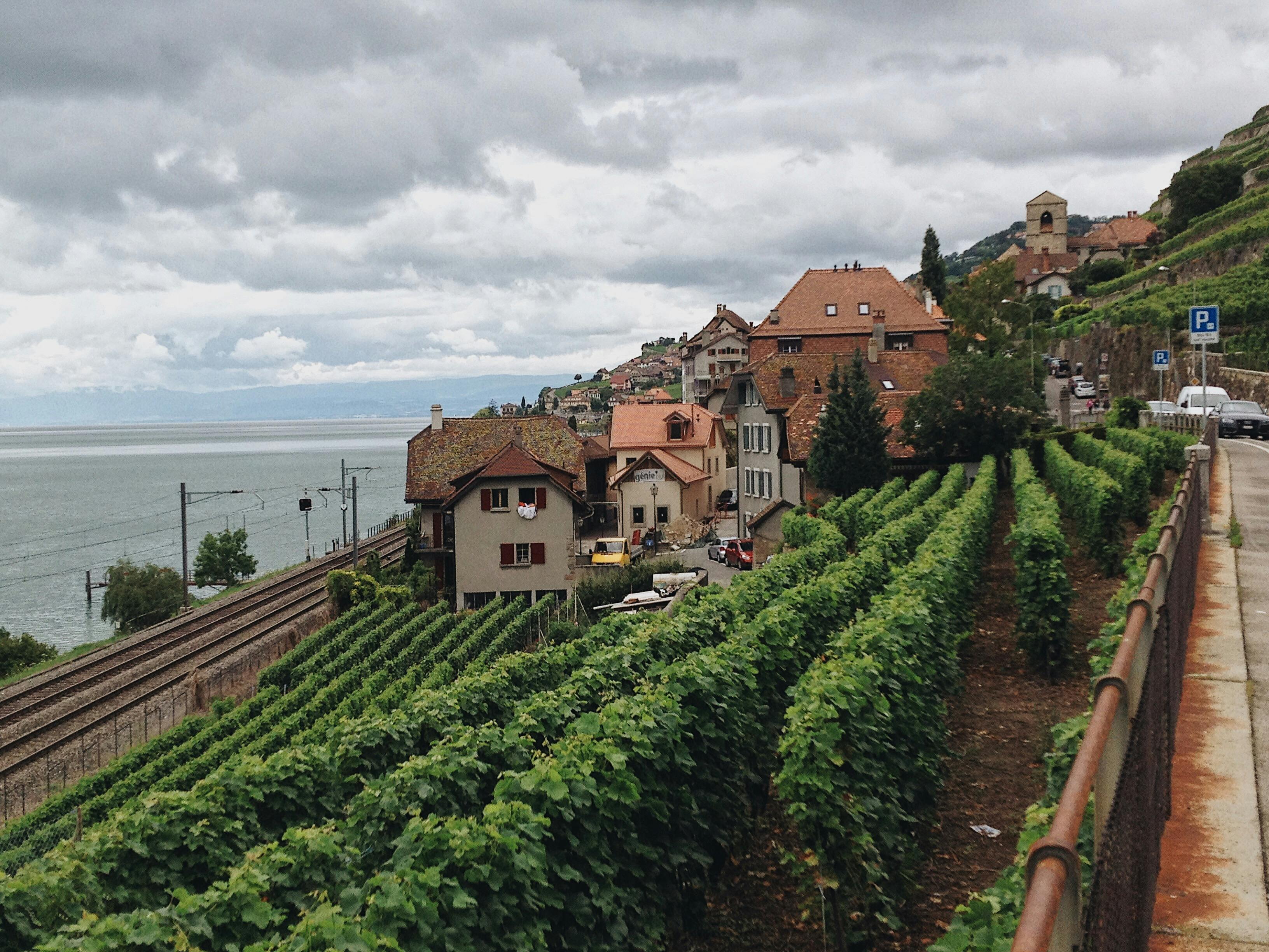 Why Silt Is the Go-To Winery Sacramento Locals Recommend